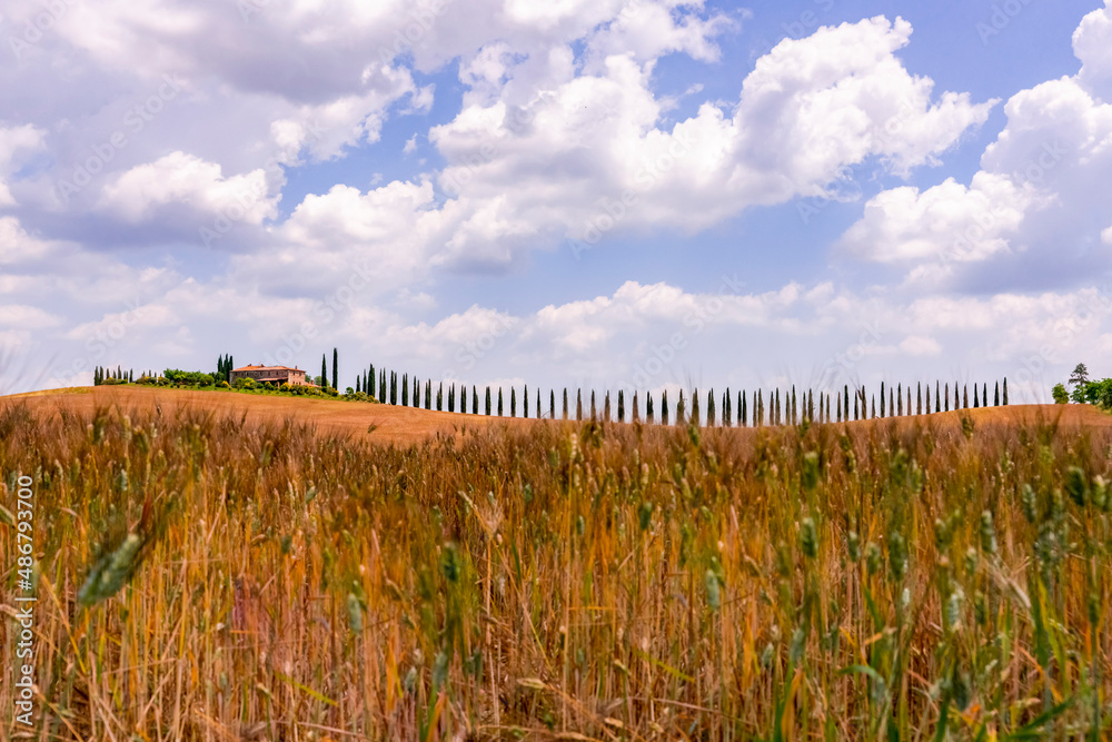 Wheat field with farm and cypress road in Tuscany Italy