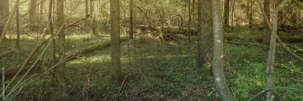 Panoramic view of the dense spring forest in the swamp. Atmospheric fabulous spring landscape.
