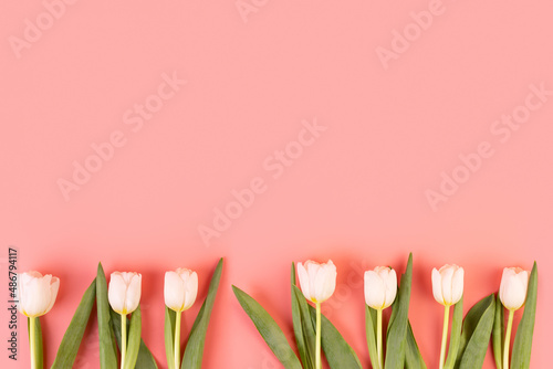 Fototapeta Naklejka Na Ścianę i Meble -  White beautiful tulips grow at the bottom on an isolated pastel pink background with copyspace. Background for banners. Flatlay. Spring concept. object for decoration for women's day, mother's day