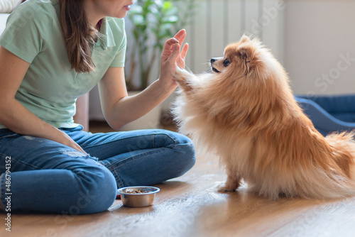 dog obedience. girl  holding treats, snack food, giving command, training to give paw to female owner. young woman playing with Pomeranian spitz at home. pet adoption