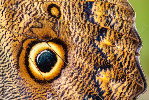 Canvas Print Eye pattern and texture of brown butterfly close-up