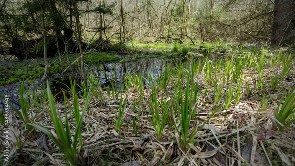 Swamp forest. Marsh vegetation. Swamp forest. Marsh vegetation.