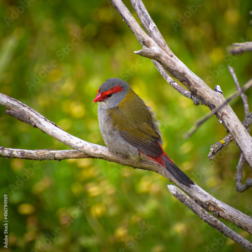 Red-browed Finch found in You Yangs National Park in Melbourne west Victoria Australia © Thushari