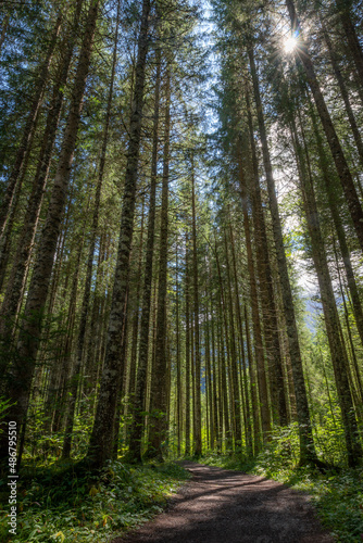 Forest full of tall trees © joel