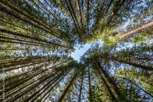 Trees bottom up perspective