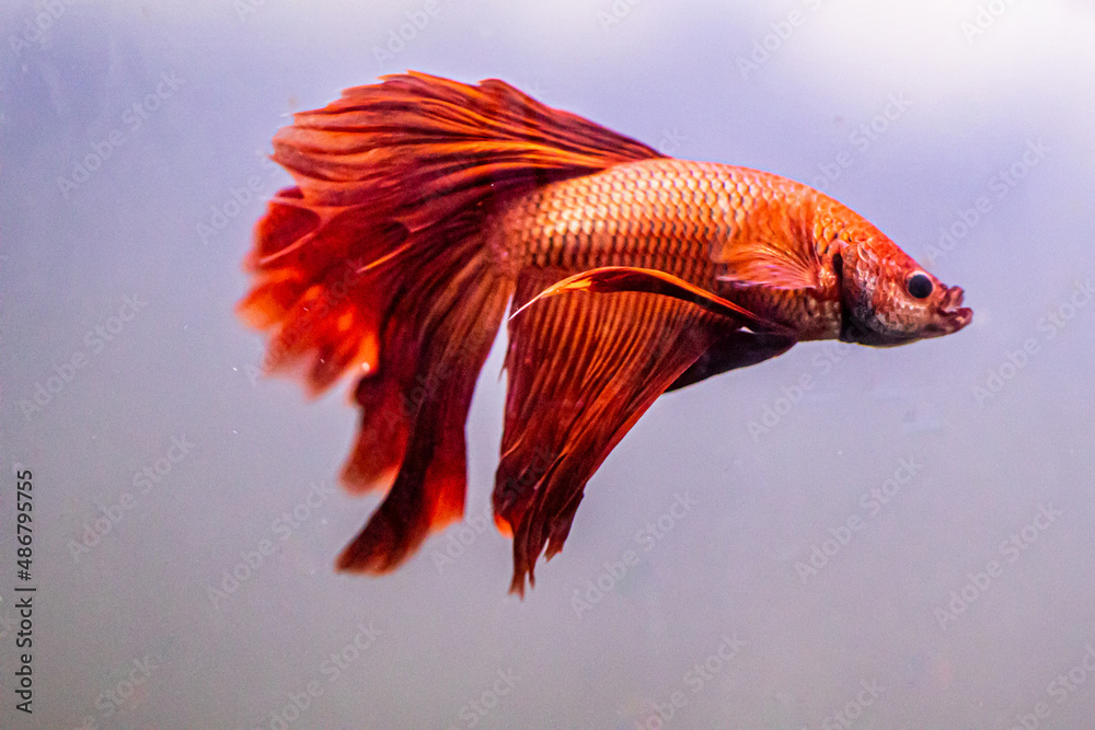 Fototapeta premium red betta fish veil tail in aquarium
