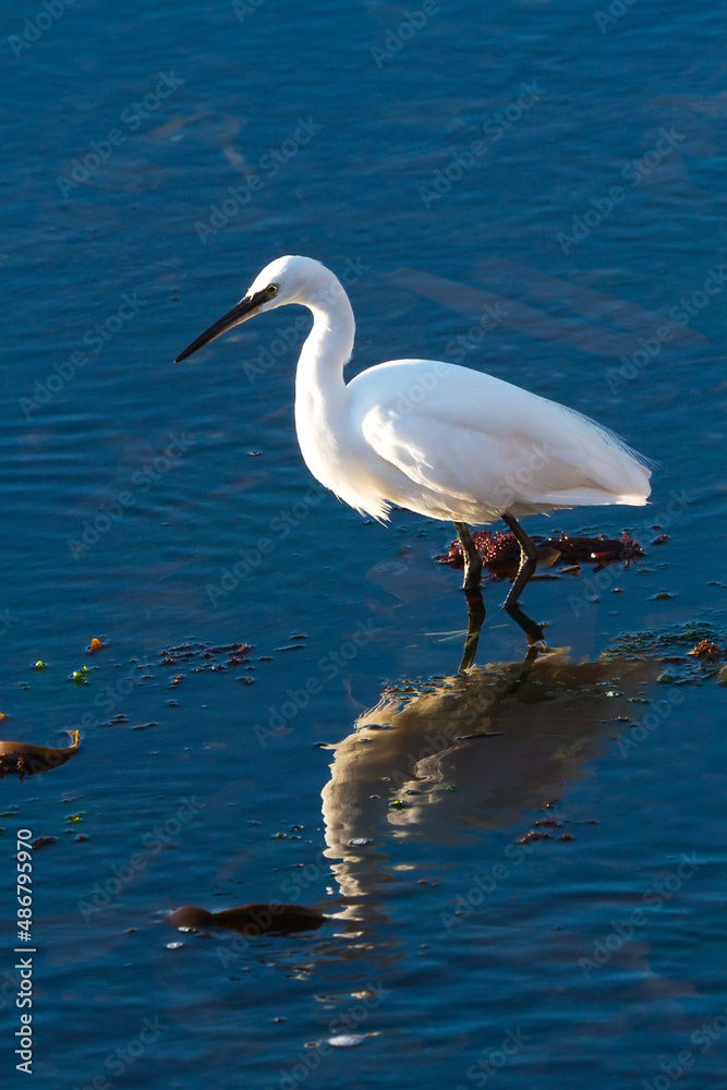 Obraz premium White Egret with Reflection