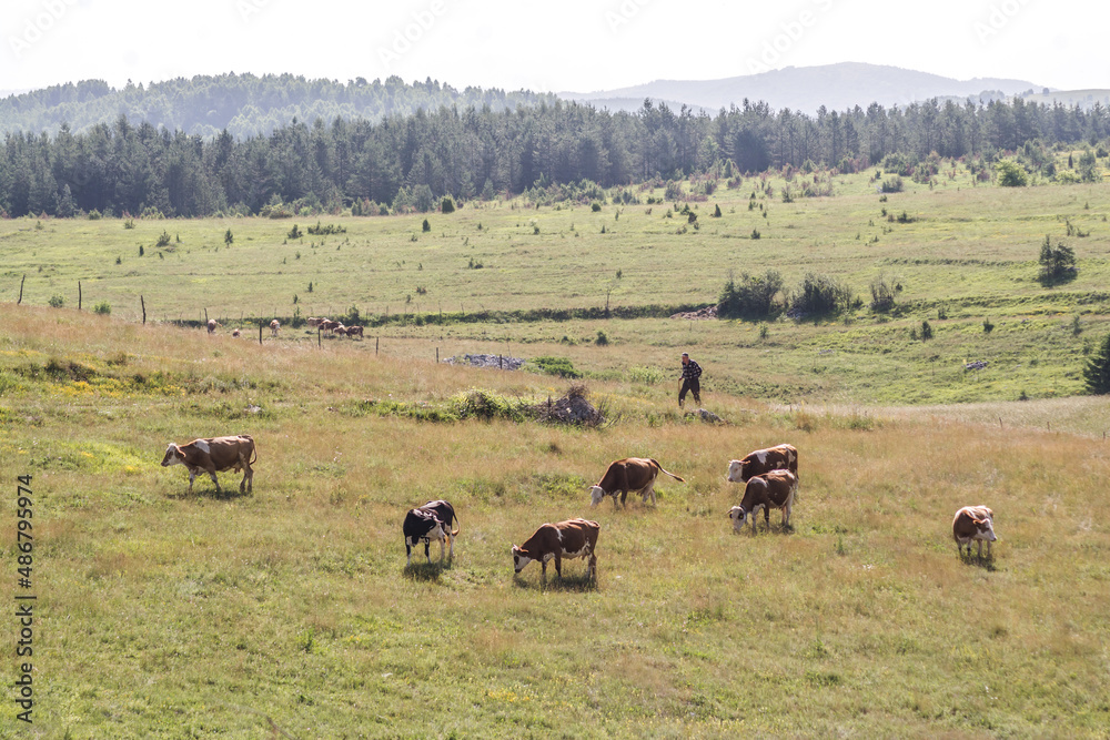 Villager and his cows on the pasture on Pešterska visoravan in south western Serbia