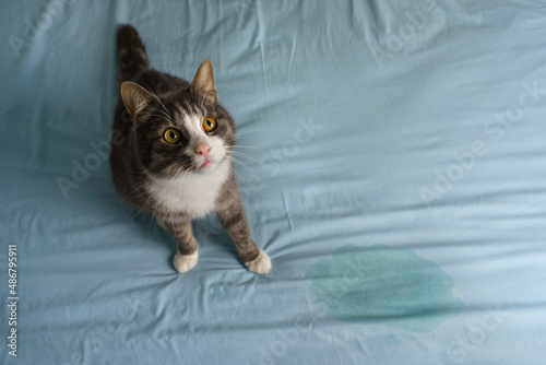 Foto Domestic cat sitting near wet or piss spot on the bed