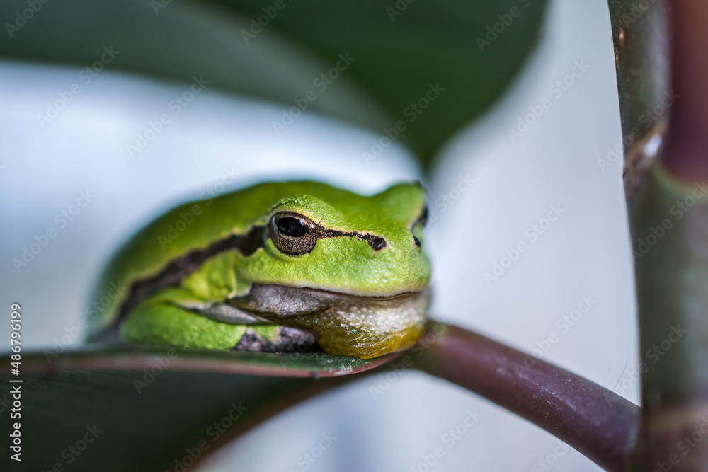 Fototapeta premium Macro shot of a small frog hyla arborea 