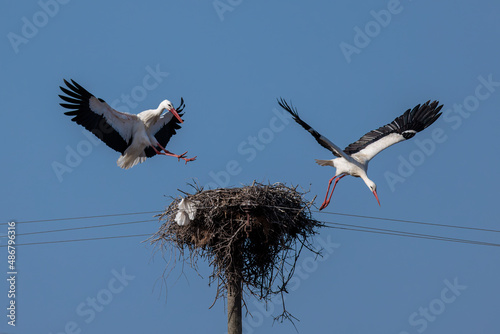Two storks disputing a nest.