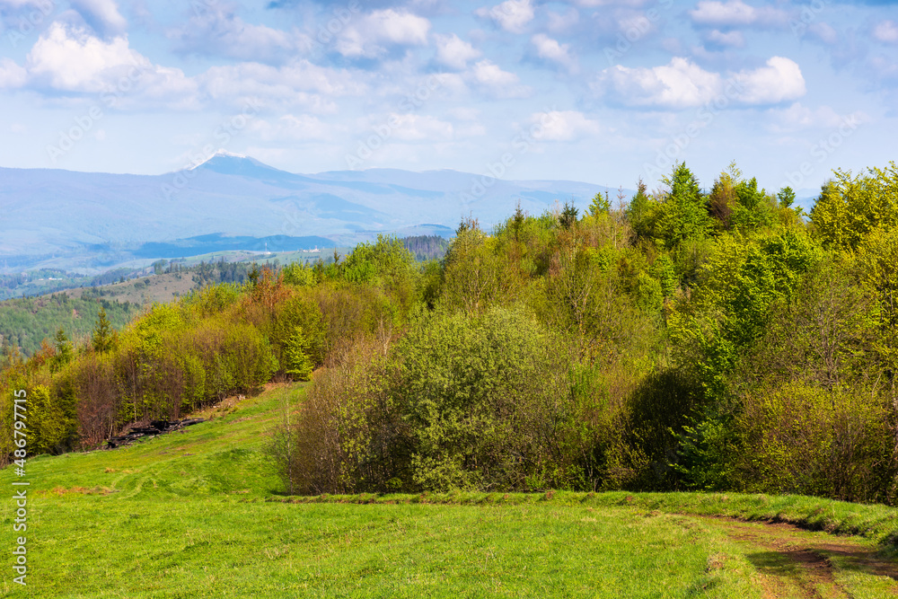 mountainous countryside in early spring. trees on the grassy hillside meadow. ridge with high peak in the far distance. clouds on the sky. beautiful nature of carpathians mountainous countryside in early spring. trees on the grassy hillside meadow. ridge with high peak in the far distance. clouds on the sky. beautiful nature of carpathians