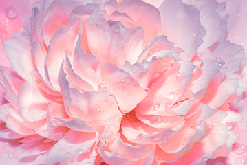 Light gentle pink background from peony petals. Peony flower in dew drops close up. Peony in drops of water, close-up. Background with flowers. 