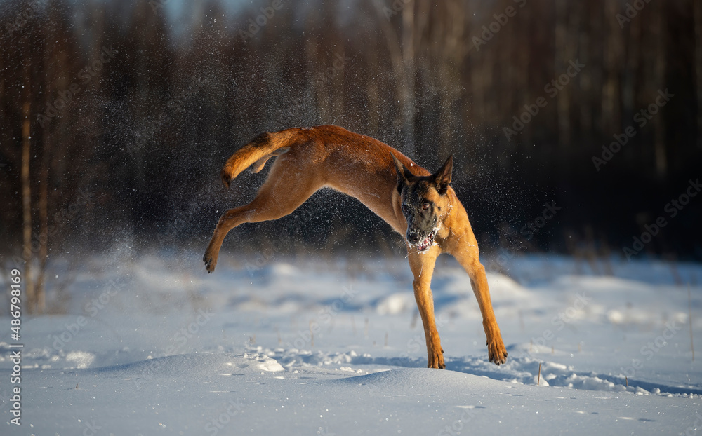 Incredible pirouettes in the air of a Belgian Malinois playing in the snow Incredible pirouettes in the air of a Belgian Malinois playing in the snow