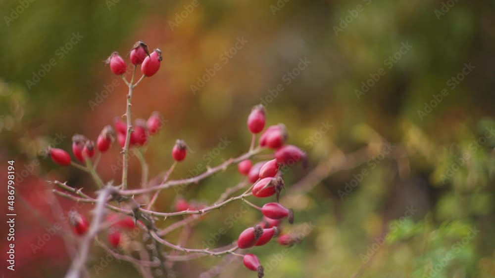 Red wild berries on blurred background. Slow motion, close up. Red wild berries on blurred background. Slow motion, close up.
