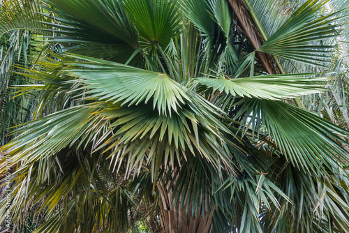 Closeup of palm tree species Copernicia hospita  endemic to Cuba - Florida  USA