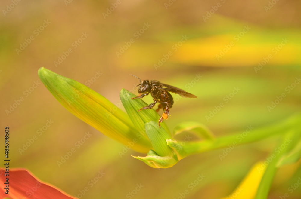 bee on yellow flower bee on yellow flower