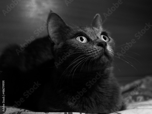 curious big english cat looking at something. bw
