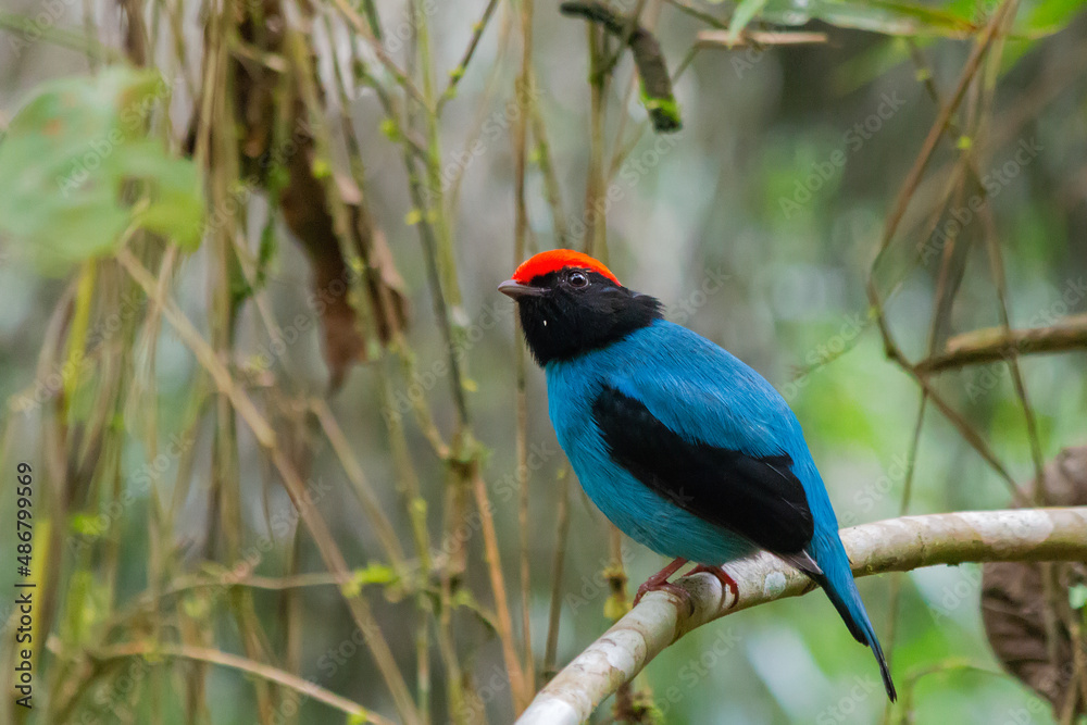 Swallow-tailed Manakin Swallow-tailed Manakin