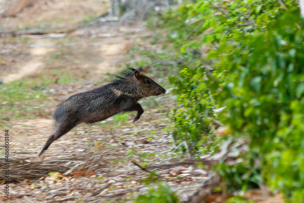 Obraz premium Peccary jumping into the forest