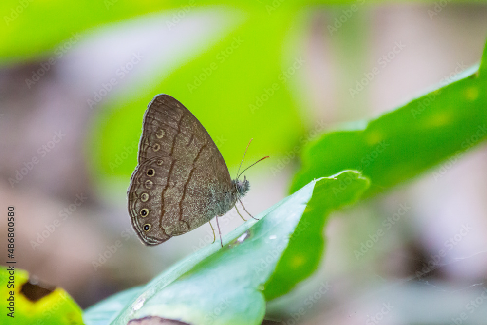 Brown butterfly on leaf Brown butterfly on leaf