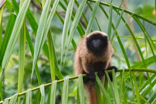 Close of titi monkey on a palm leaf photo