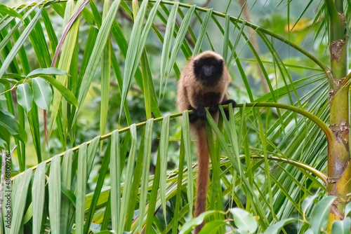 Titi monkey on a palm leaf photo