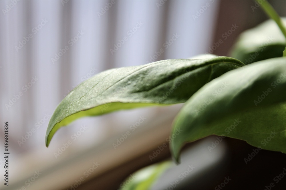 Obraz premium Green Basil Leaf