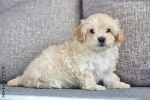 charming brown puppy maltipoo looks at the camera