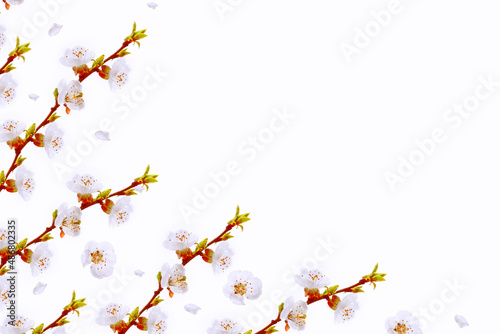Flowering branch of apricot isolated on a white background.
