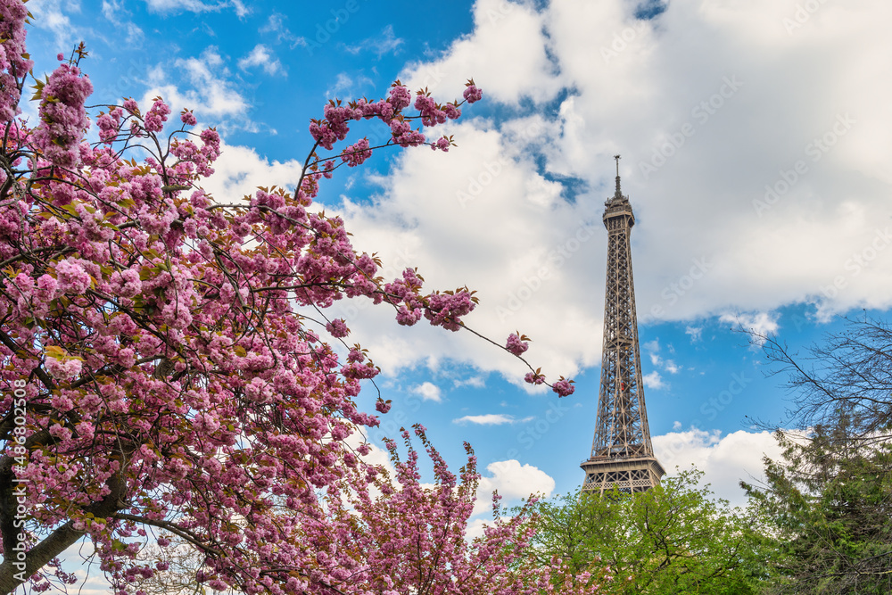 Paris France, city skyline at Eiffel Tower and old building architecture with spring cherry blossom flower