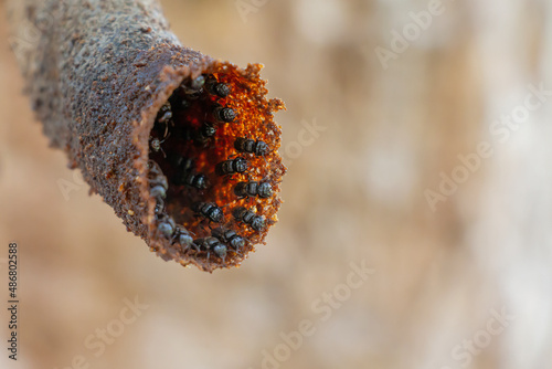 small bees in a hive