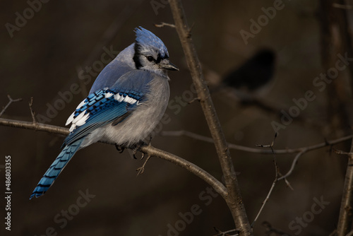 A blue jay perched on branch