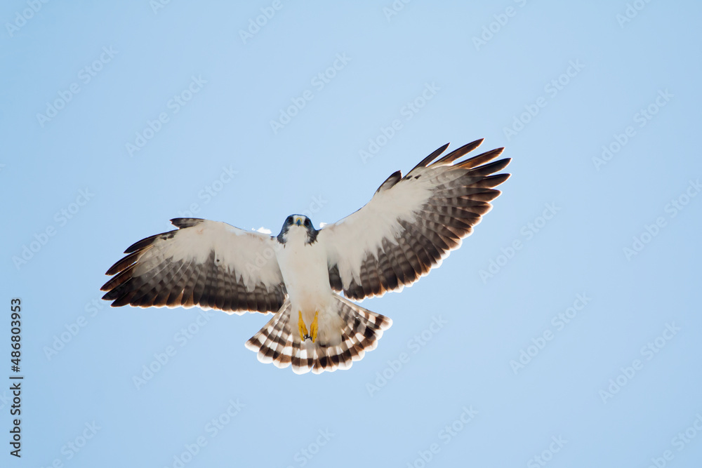 Obraz premium Short-tailed Hawk