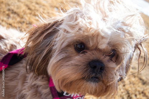 shih tzu yorkie mix