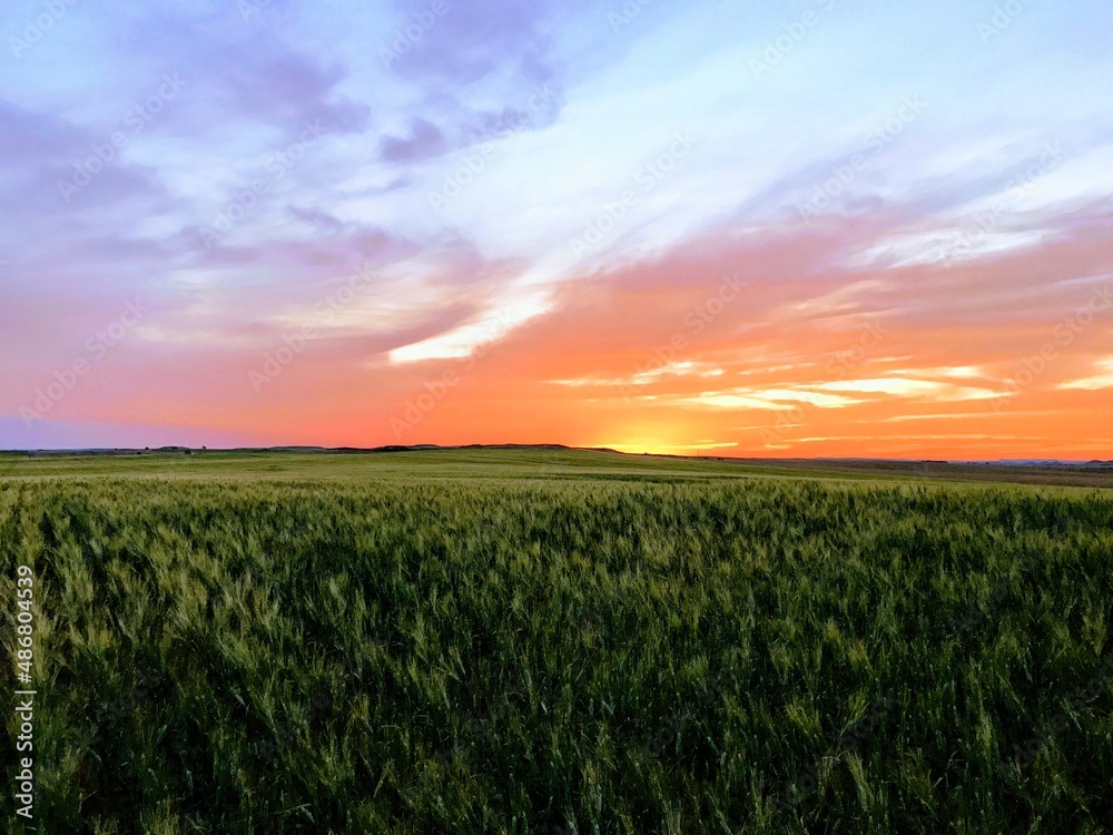 Sunset over a Wheat Field