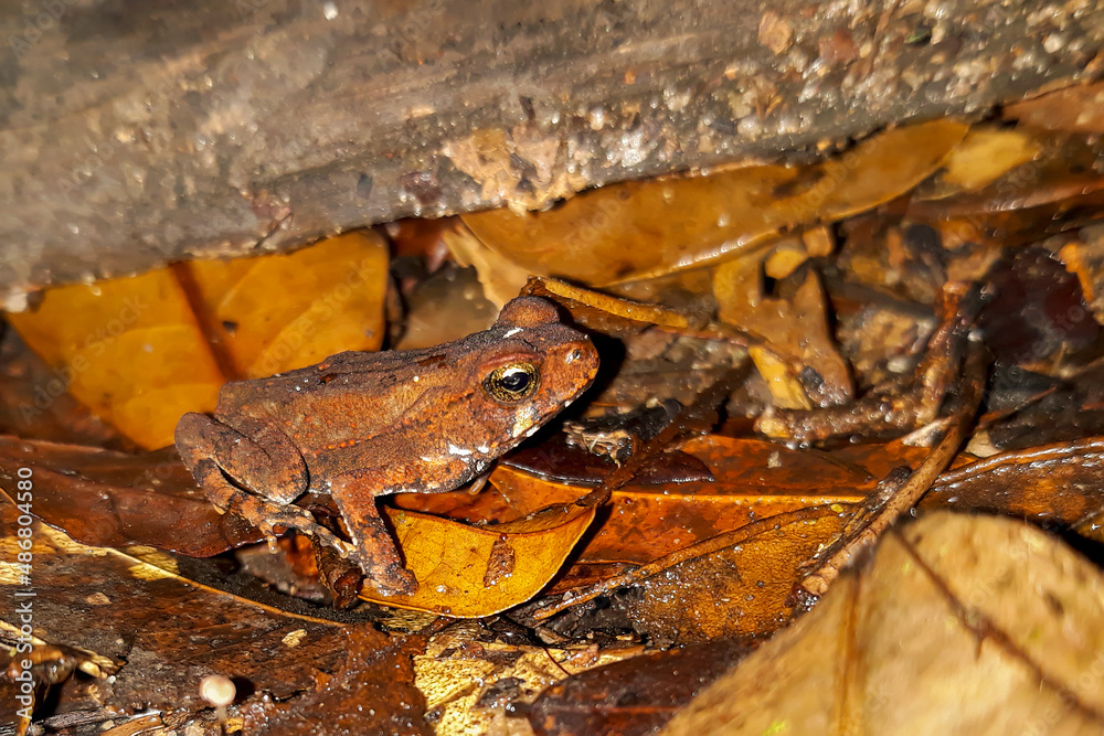 Naklejka premium frog on the leaf
