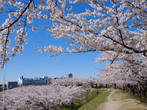 五稜郭公園の桜