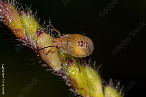 Stink Bug Nymph photo