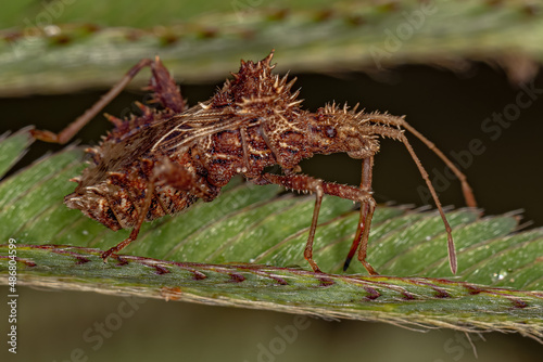 Adult Leaf-footed Bug photo