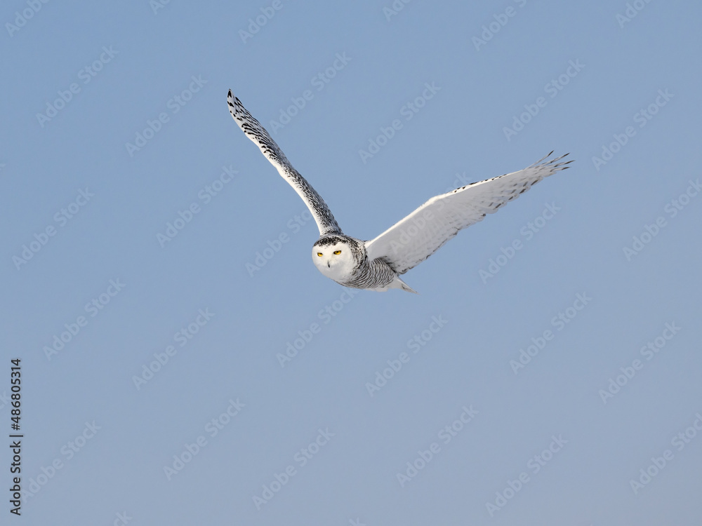 Female Snowy Owl in Flight on Blue Sky in Winter Female Snowy Owl in Flight on Blue Sky in Winter
