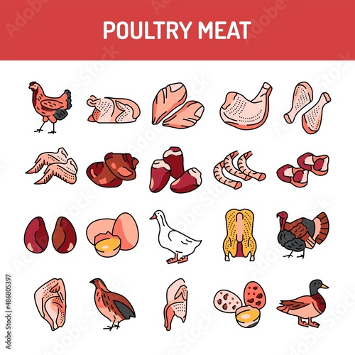 Poultry meat color line icons set. Pictograms for web page