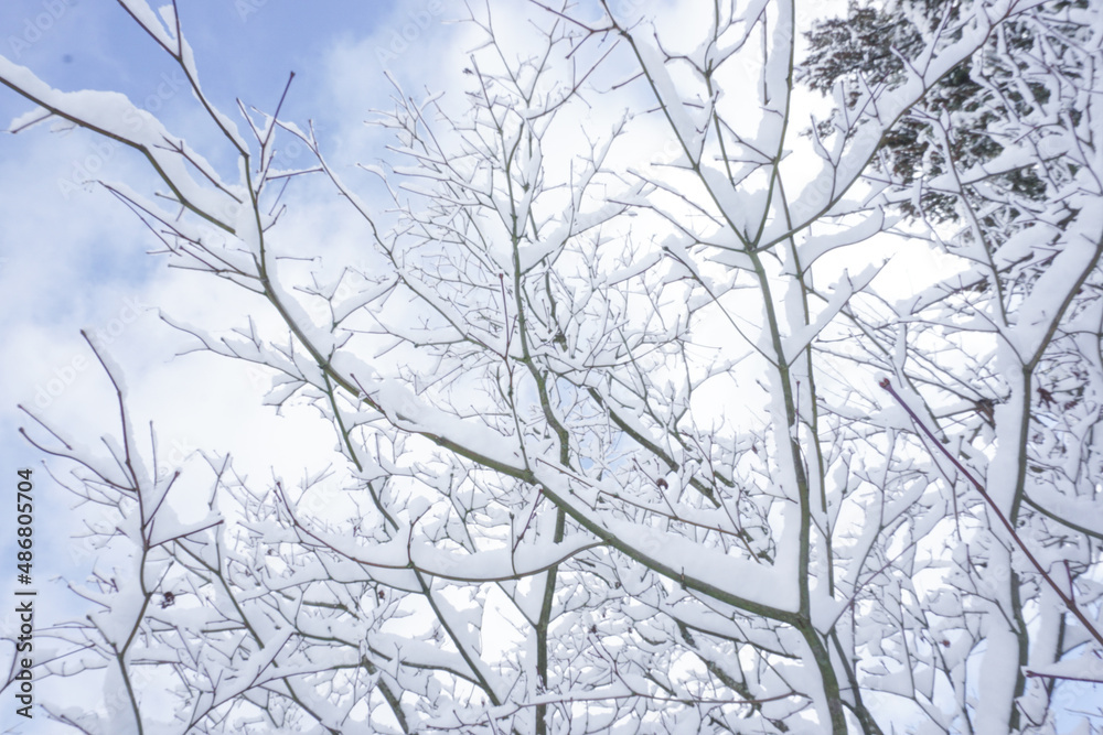 カナダ、バンクーバーの大自然 雪景色 カナダ、バンクーバーの大自然 雪景色