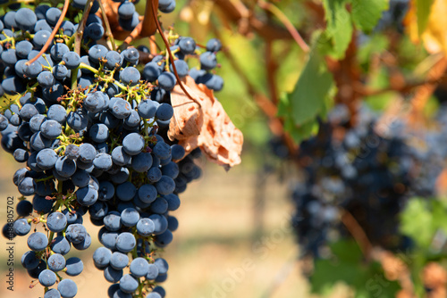 Grapes on the vine just prior to harvest. photo