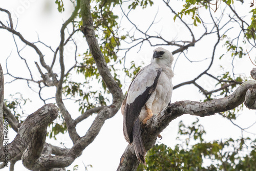 young Harpy Eagle