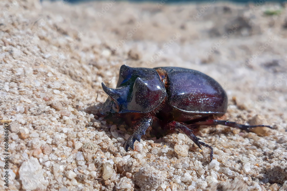 beetle on the sand