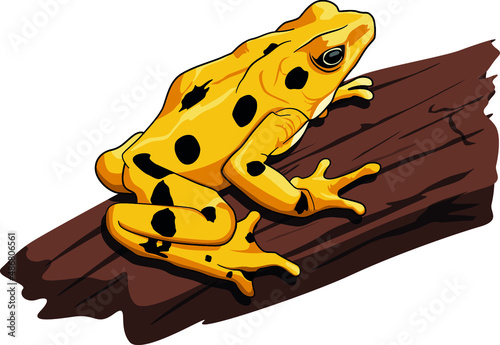 Golden Frog