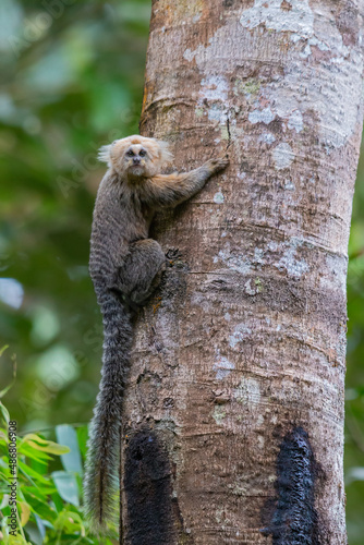 Buffy-headed Marmoset