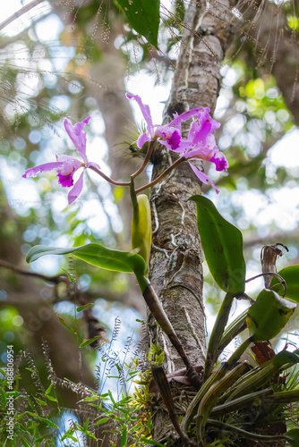 Cattleya warneri photo