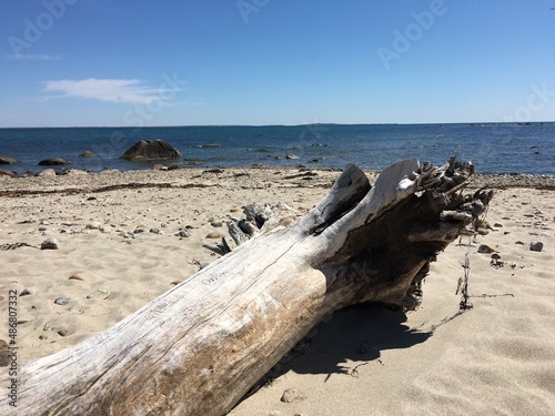 Wood on the beach